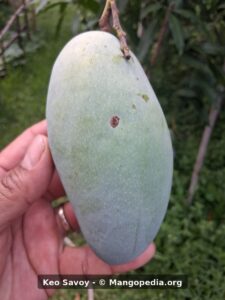Keo Savoy mango hanging on tree close-up - Keo Savoy mango