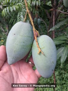Two Keo Savoy mangoes hanging on tree - Keo Savoy mango