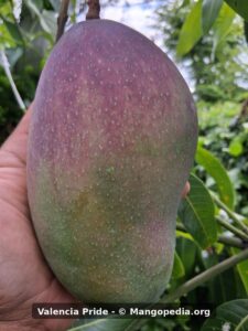 Valencia Pride mango on tree held in hand showing green and red blush - Valencia Pride mango