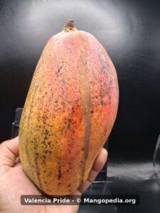 Ripe Valencia Pride mango held in hand showing yellow orange red skin and black markings - Valencia Pride mango