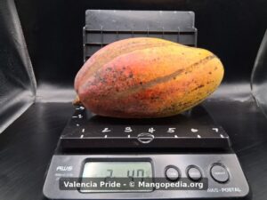 Whole Valencia Pride mango on scale weighing 2 lb 4.7 oz - Valencia Pride mango