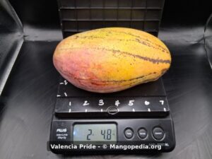 Whole Valencia Pride mango on scale weighing 2 lb 4.8 oz - Valencia Pride mango