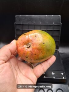 Zill mango held in hand showing stem end and red green yellow skin - Zill mango