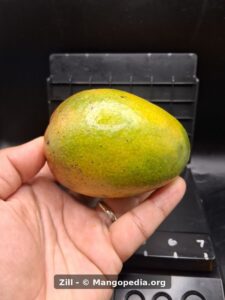 Zill mango held in hand showing green yellow side with red blush - Zill mango