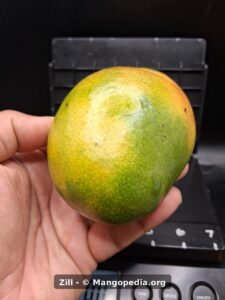 Zill mango held in hand showing green yellow rounded front - Zill mango