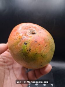 Close view of ripe Zill mango showing stem end and speckled skin - Zill mango