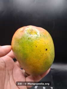 Close view of Zill mango showing yellow green skin and light blush - Zill mango