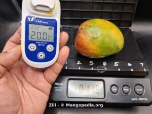 Zill mango with Brix meter reading 20.0 and scale weight 1 lb 11.8 oz - Zill mango
