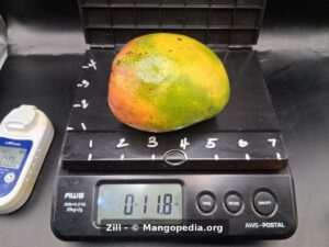Whole Zill mango on scale weighing 1 lb 11.8 oz - Zill mango