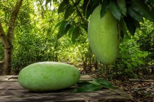 AI-generated illustrative featured image for the Keo Yak mango page