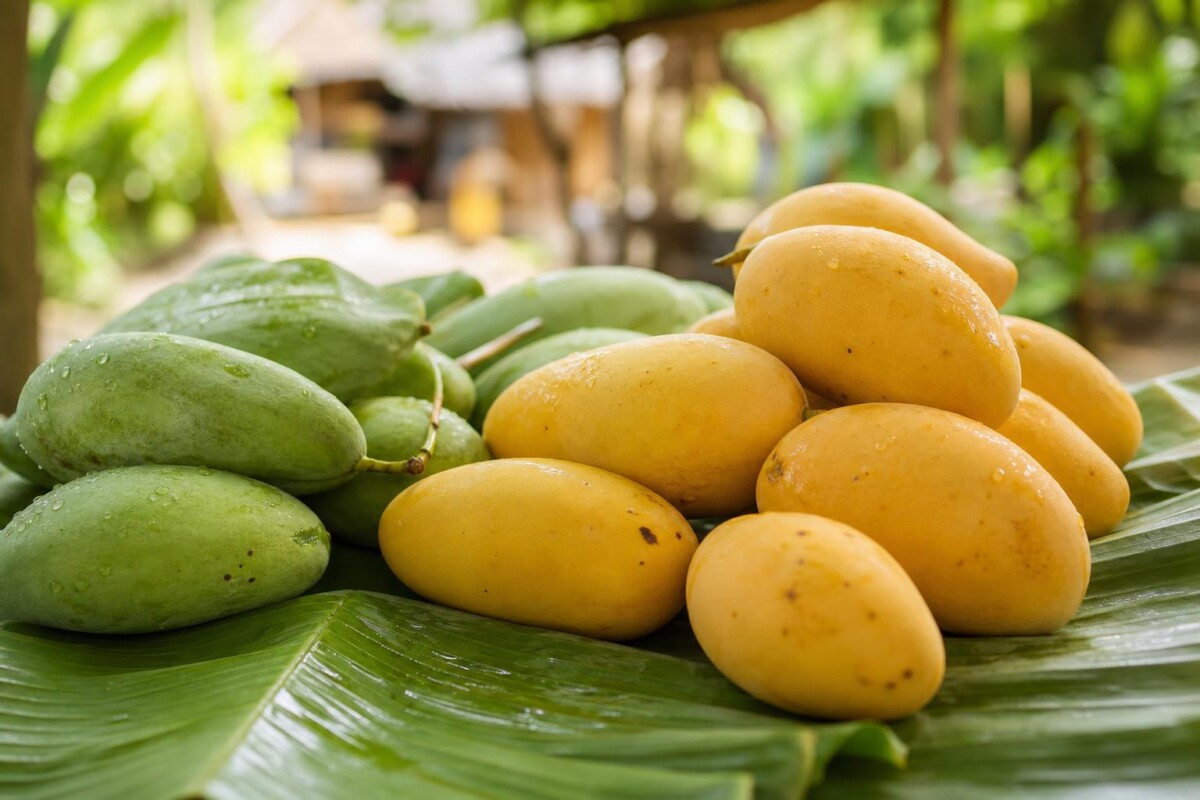 AI-generated illustrative featured image for the Ktis Dorngten mango page