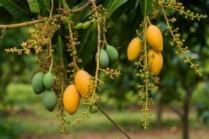 AI-generated illustrative featured image for the Svay Khos Rodov mango page