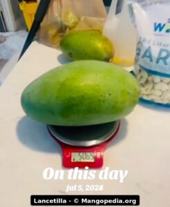 Lancetilla mango on a digital scale showing its large fruit size