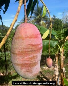 Lancetilla mango fruit photos showing large fruit size, tree fruit, table harvest, and scale weights