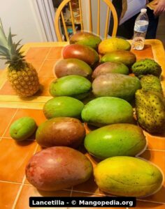 Lancetilla mango fruit photos showing large fruit size, tree fruit, table harvest, and scale weights