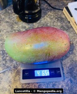 Lancetilla mango fruit photos showing large fruit size, tree fruit, table harvest, and scale weights