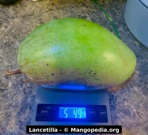 Lancetilla mango fruit photos showing large fruit size, tree fruit, table harvest, and scale weights