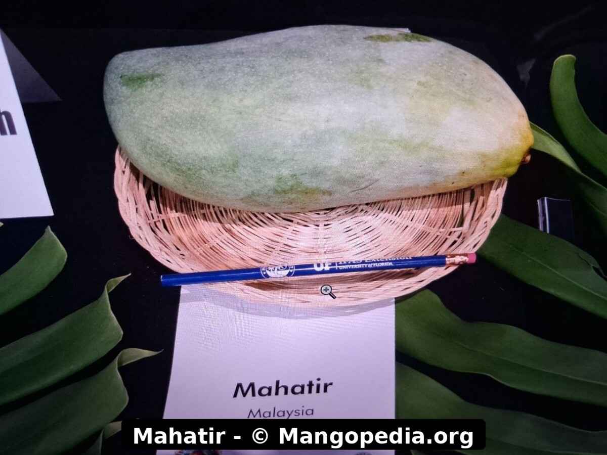 Mahatir mango from Malaysia, large oblong green fruit displayed with label