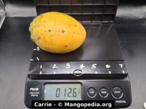 Carrie mango on a digital scale showing a weight of 12.6 ounces