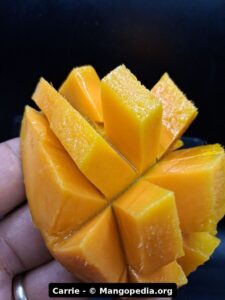 Carrie mango fruit photo showing ripe fruit, cut fruit, tree fruit, or harvest details