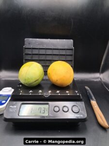 Carrie mango fruit photo showing ripe fruit, cut fruit, tree fruit, or harvest details