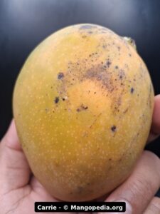 Carrie mango fruit photo showing ripe fruit, cut fruit, tree fruit, or harvest details