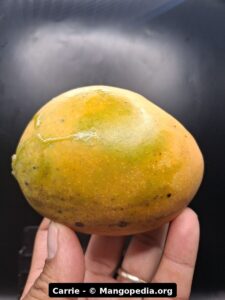 Carrie mango fruit photo showing ripe fruit, cut fruit, tree fruit, or harvest details
