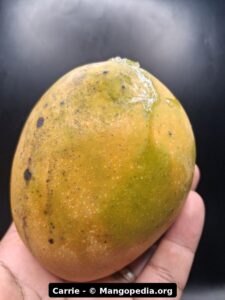 Carrie mango fruit photo showing ripe fruit, cut fruit, tree fruit, or harvest details