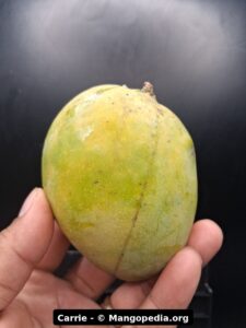 Carrie mango fruit photo showing ripe fruit, cut fruit, tree fruit, or harvest details