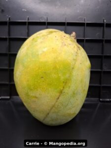 Carrie mango fruit photo showing ripe fruit, cut fruit, tree fruit, or harvest details