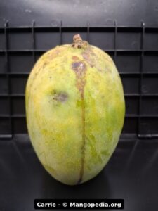 Carrie mango fruit photo showing ripe fruit, cut fruit, tree fruit, or harvest details