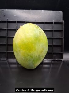 Carrie mango fruit photo showing ripe fruit, cut fruit, tree fruit, or harvest details