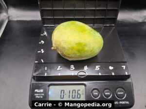Carrie mango fruit photo showing ripe fruit, cut fruit, tree fruit, or harvest details