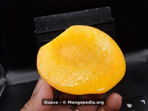Guava mango cut cheek showing smooth fiberless orange flesh - Guava mango