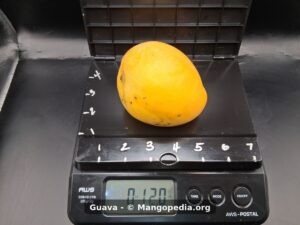 Whole Guava mango on scale weighing 12 ounces - Guava mango