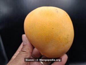 Whole ripe Guava mango held in hand showing yellow orange skin - Guava mango
