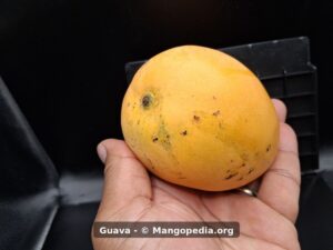 Whole ripe Guava mango stem side showing yellow orange skin and markings - Guava mango