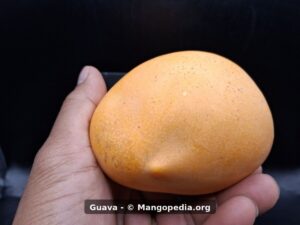 Whole Guava mango side view showing rounded shape and yellow orange skin - Guava mango