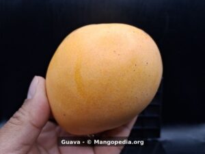 Whole Guava mango side view showing yellow orange skin with speckles - Guava mango