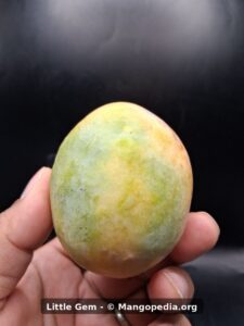 Little Gem mango held in hand showing green yellow skin - Little Gem mango