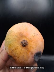 Little Gem mango stem side showing yellow orange skin and dark markings - Little Gem mango