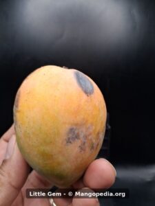 Little Gem mango side view showing yellow orange skin with a dark mark - Little Gem mango