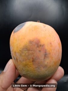Whole Little Gem mango held in hand showing yellow orange skin - Little Gem mango