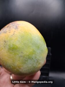 Little Gem mango side view showing green yellow skin - Little Gem mango