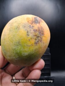 Little Gem mango showing green yellow skin with speckling and blush - Little Gem mango