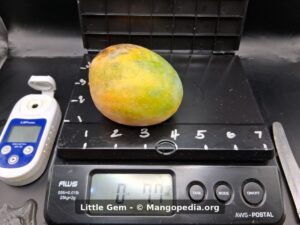 Little Gem mango on scale weighing 1 pound 4 ounces - Little Gem mango