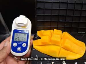 Nam Doc Mai mango with refractometer reading 20.7 Brix beside cut fruit - Nam Doc Mai mango