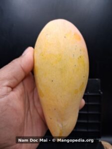 Whole ripe Nam Doc Mai mango held in hand showing yellow skin - Nam Doc Mai mango