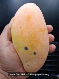Ripe Nam Doc Mai mango showing yellow orange skin with surface spotting - Nam Doc Mai mango