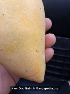 Closeup of ripe Nam Doc Mai mango skin and pointed end - Nam Doc Mai mango